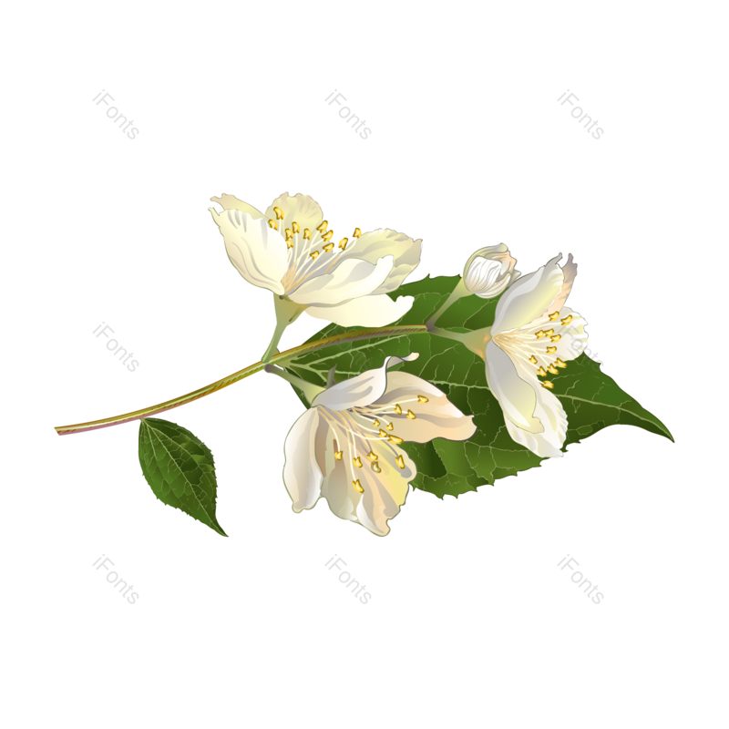 夏天图片,花卉元素,花朵PNG,鲜花免抠素材